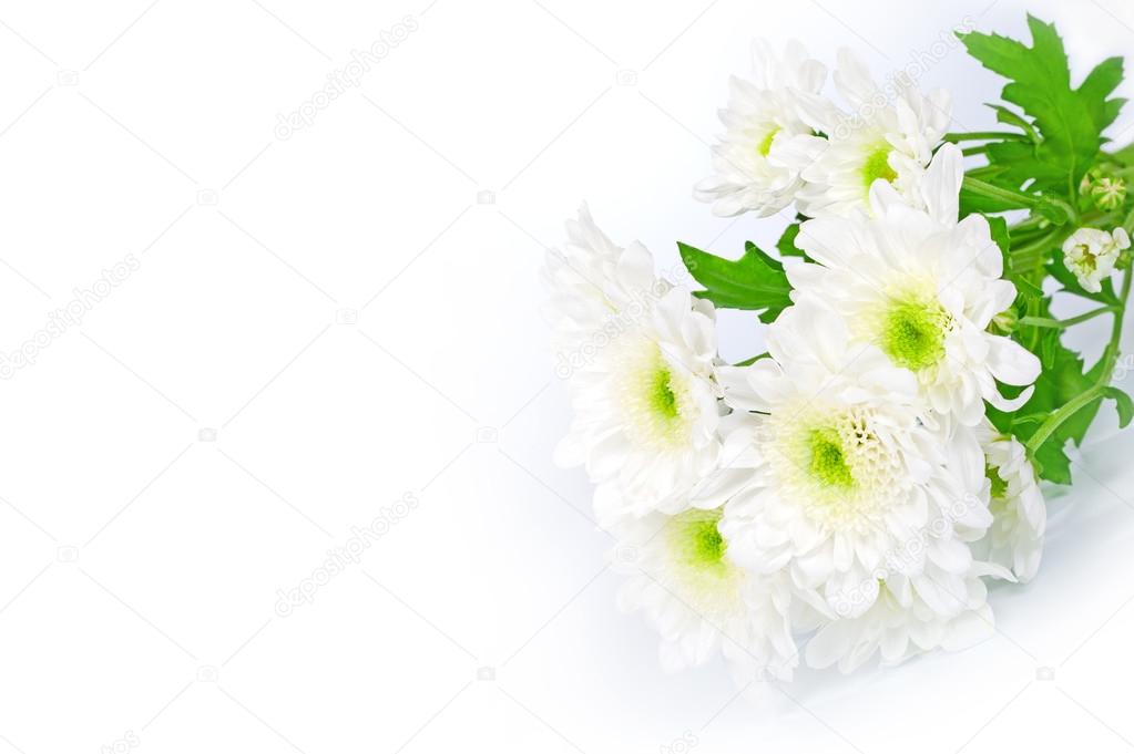 Beautiful white chrysanthemums flowers close-up