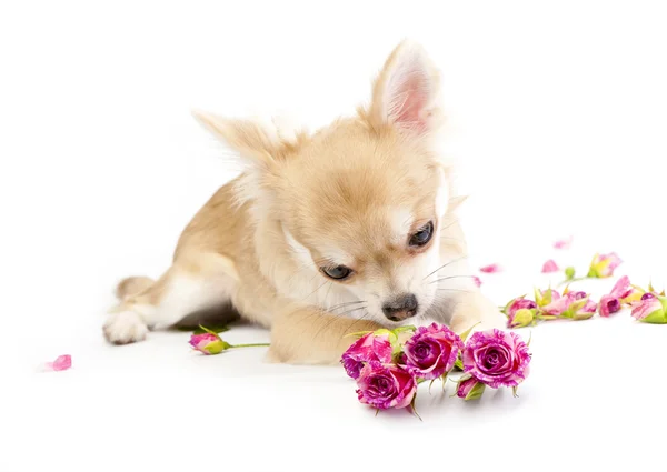 Dulce chihuahua cachorro admirando rosas rosadas en blanco —  Fotos de Stock