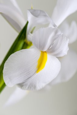 hassas beyaz iris çiçeği makro