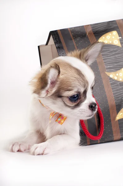 Carino cucciolo di chihuahua in sacchetto regalo — Foto Stock