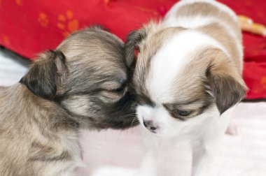 Chihuahua yavru hafifçe başka bir kuytu