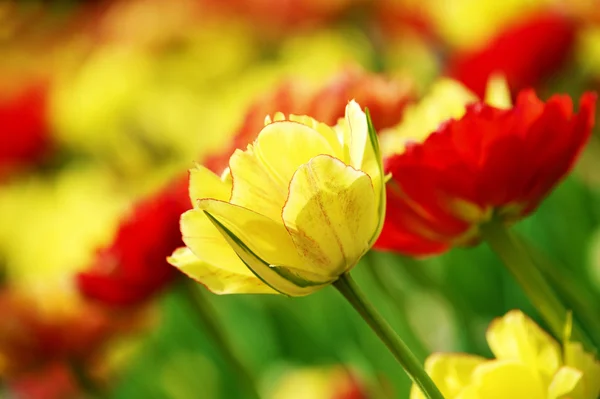 Leuchtend gelbe Tulpe in Nahaufnahme — Stockfoto