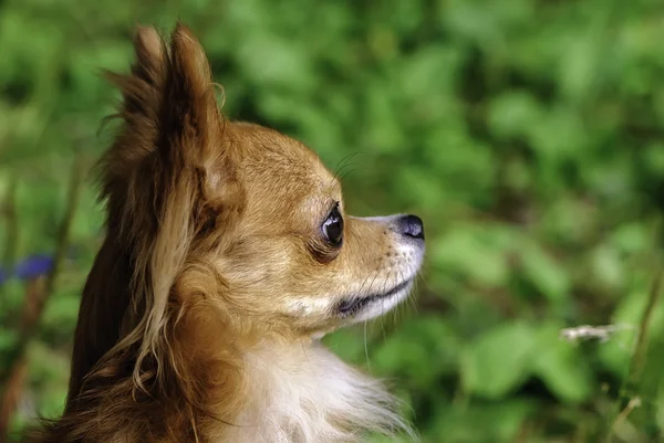 Vermelho chihuahua cão cabeça vista lateral close-up — Fotografia de Stock
