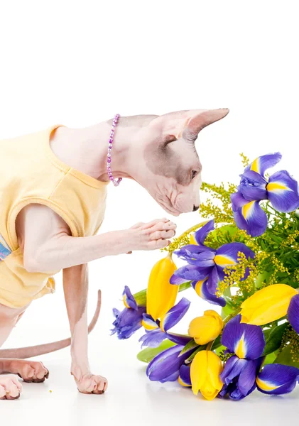 Canadian Sphynx cat with bouquet of spring flowers — Stock Photo, Image