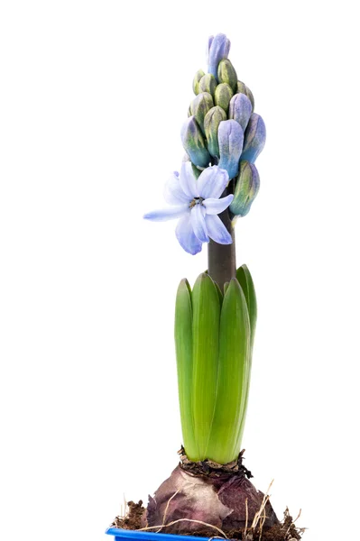 Hyacinth flor no fundo branco — Fotografia de Stock