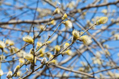 çiçek tomurcukları Kukum yakın çekim