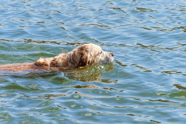 Golden retriever köpek suda yüzmek — Stok fotoğraf