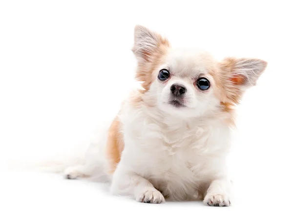 Lurviga vita med röd chihuahua hund — Stockfoto
