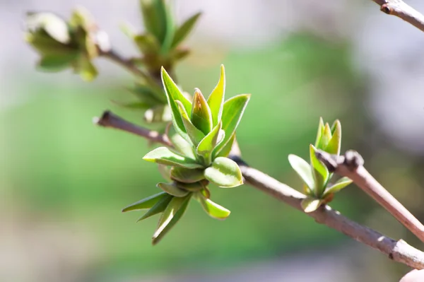 Buds with first spring green leaves  close-up — Stock Photo, Image