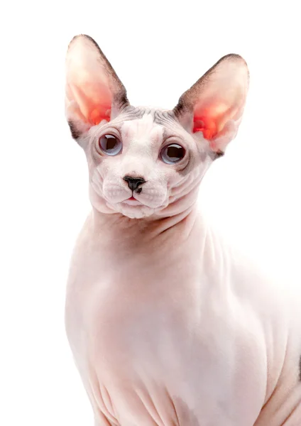Канадський сфінкс кішка портрет Закри — стокове фото