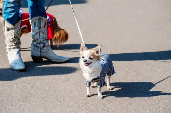 Chihuahua perro vestido con traje de prisionero —  Fotos de Stock