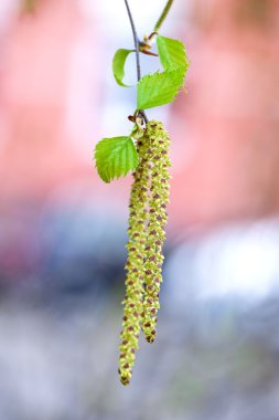 primavera amentos de abedul con tiernas hojas nuevas close-up