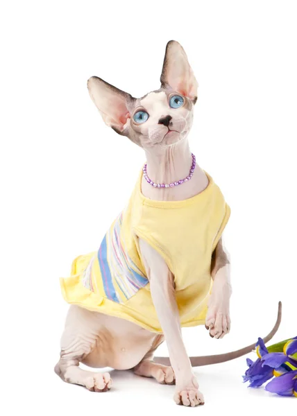 Canadian Sphynx cat dressed in yellow dress and pearl necklace with iris flower — Stock Photo, Image
