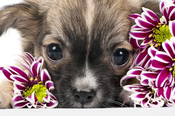 Chihuahua filhote de cachorro retrato com rosa crisântemos flores macro — Fotografia de Stock