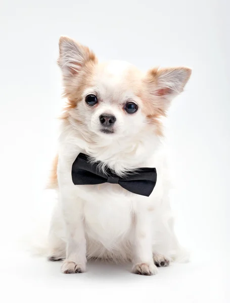 Cute Chihuahua dog  with black bow tie — Stock Photo, Image