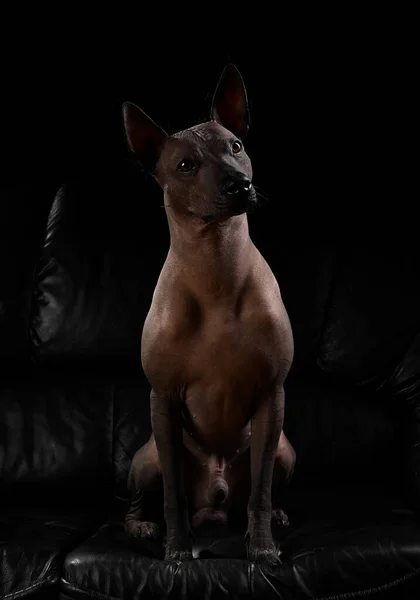 Xoloitzcuintle Mexican Hairless Dog Seduto Divano Pelle Sfondo Nero Con — Foto Stock