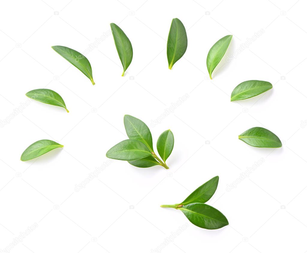 set of small green leaves close-up isolated on white background food styling items  