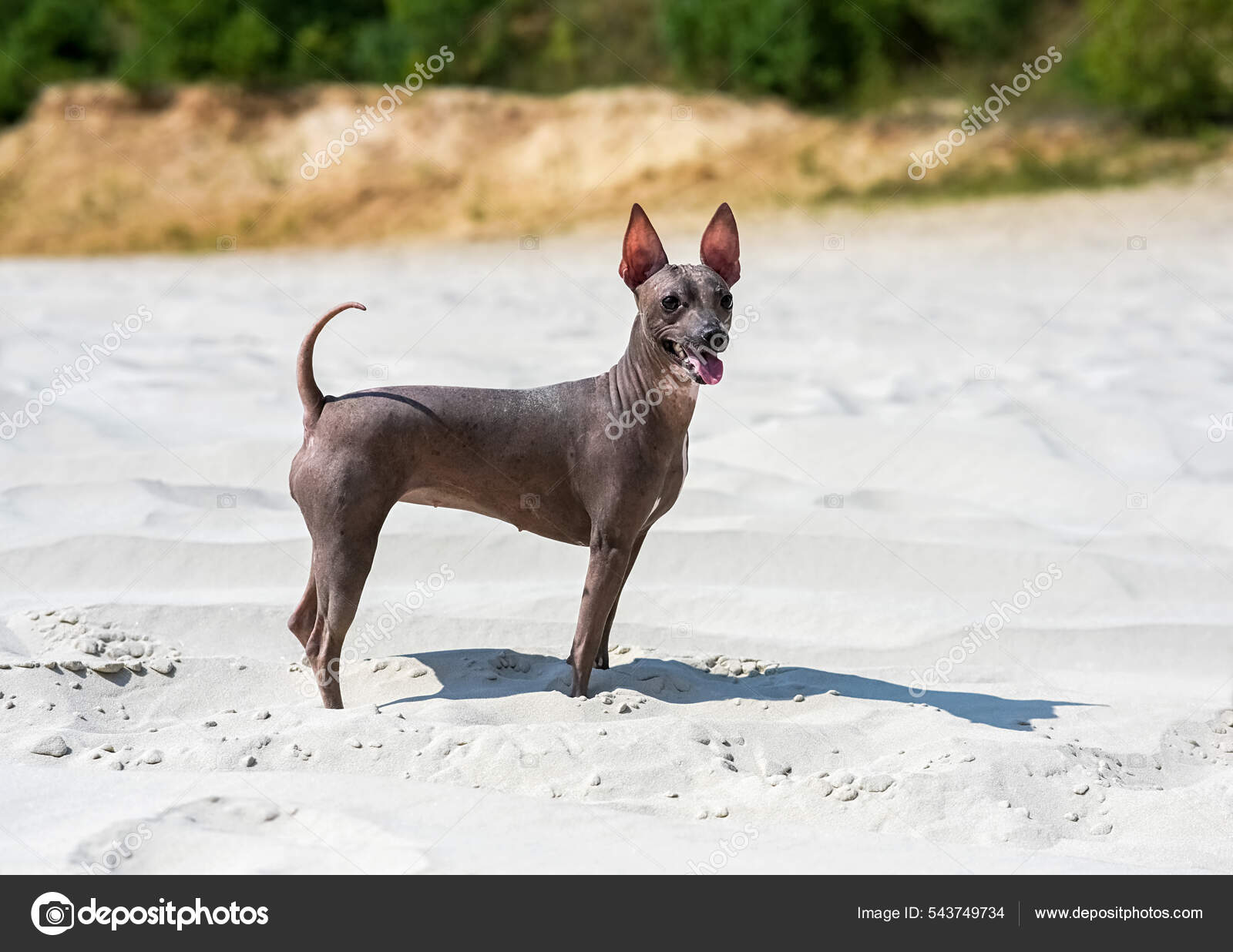 Mexican terrier best sale