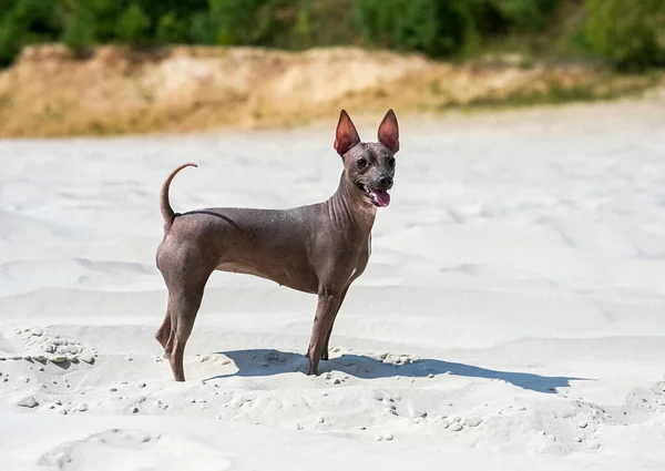 American Hairless Terrier Hond Staand Wit Zand Tegen Duinen Begroeid Stockfoto