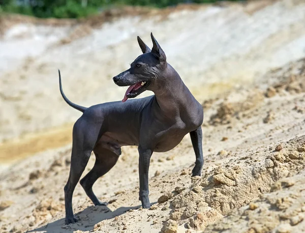 Sterke Mannelijke Xoloitzcuintle Mexicaanse Harige Hond Staande Tegen Gele Zandduinen Stockfoto