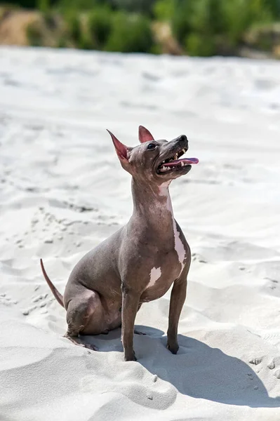 在炎炎夏日炎炎烈日下 美国无毛地球狗坐在那里 头抬着 舌头挂在白沙滩上 — 图库照片