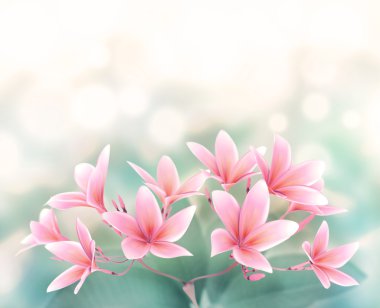 Plumeria rubra çiçek bokeh arka plan üzerinde