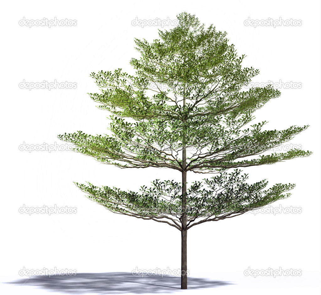 Terminalia ivorensis Chev, tropical tree