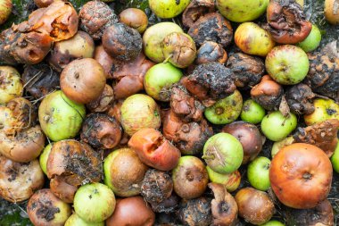 Bir yığın çürük elma. Çiftçi için mahsul harabesi.