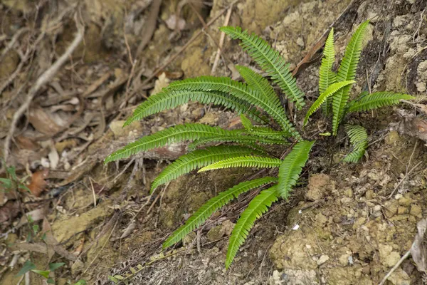 Egy Blechnum Fűszeres Magányos Egy Északi Erdőben Páfrány Hely Másoláshoz — Stock Fotó