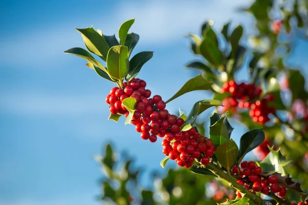 Doğadaki kutsal bir ağacın kutsal bir dalı. Mavi gökyüzünün arkasında. Ilex aquifolium. Seçici odaklanma. kopyalama alanı. Noel kartı..