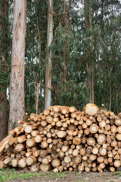 Uma Pilha Troncos Recém Cortados Empilhados Lado Árvores Que Também — Fotografia de Stock