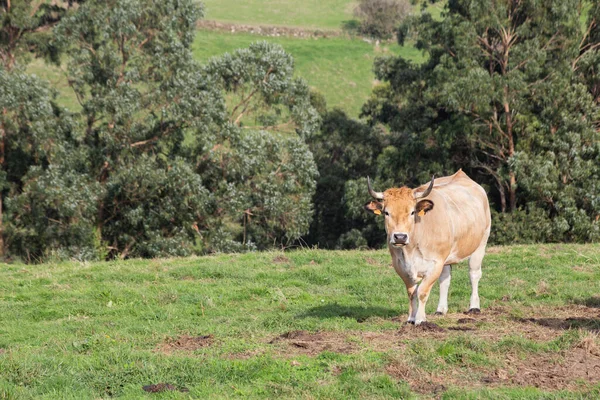 Una Vaca Mirando Cámara Vaca Está Lado Imagen Pasto Verde —  Fotos de Stock