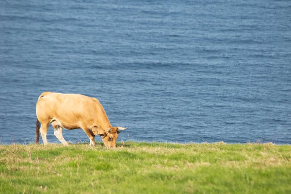 阳光明媚的日子里 一头奶牛正在海边的一片绿草上平静地吃着 太空复制 空间案文 — 图库照片