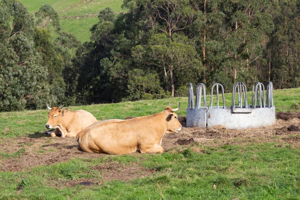 Dos Vacas Que Yacen Prado Descansan Pacíficamente Junto Bebedero Paja —  Fotos de Stock