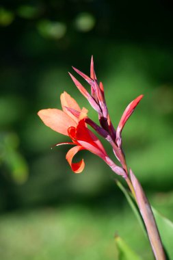 Kırmızı bir İndika çiçeği. izole