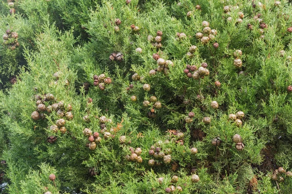 クプレッソスの冠の閉じた角度は 果物と木をSempervirens Cupressaceae Plantae Pinopsida Cipres — ストック写真