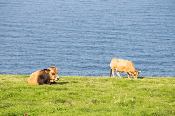 Uma Vaca Touro Campo Vaca Está Comendo Touro Está Descansando — Fotografia de Stock