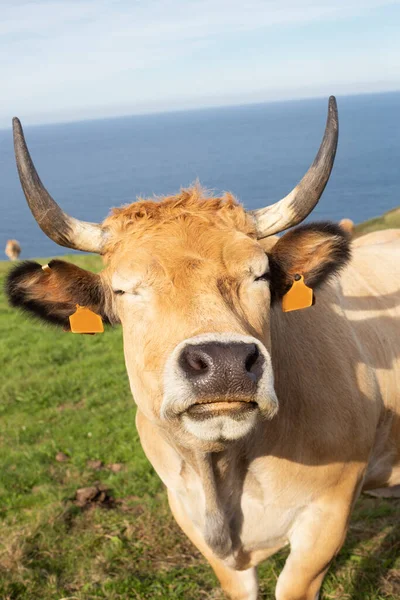 Brown Cow Funny Sympathetic Face Bos Taurus Selective Focus Meadow — Stock Photo, Image