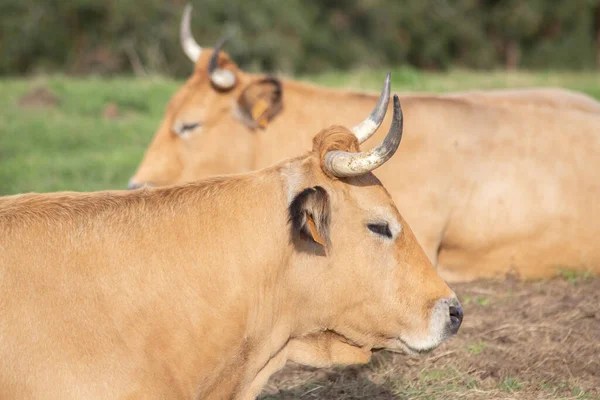 Duas Vacas Deitadas Relva Virado Para Direcções Opostas Close Foco — Fotografia de Stock