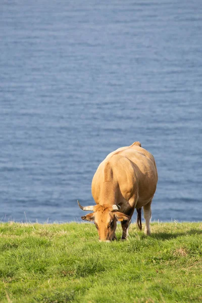 Una Vaca Aislada Pastando Prado Verde Mar Visible Fondo Espacio —  Fotos de Stock