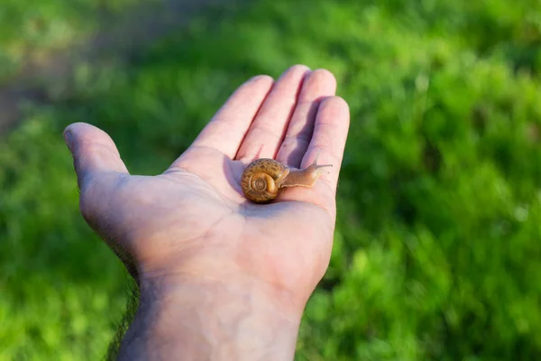 Quimperiana Elona Caracol Manchado Mão Uma Pessoa Conceito Fragilidade Vulnaribilidade — Fotografia de Stock