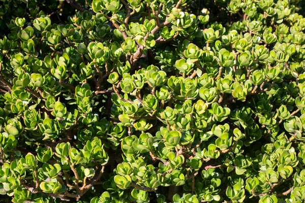 Eine Crassula Ovata Die Gemeinhin Als Jadepflanze Glückspflanze Oder Geldbaum — Stockfoto