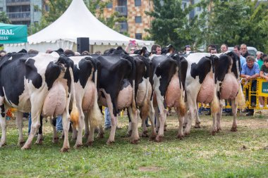 Asturias, İspanya - 12 Eylül 2018 Bir sığır gösterisi ve sergi için memeleri gösterilecek inekler