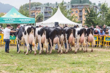 Asturias, İspanya - 12 Eylül 2018. Birçok insan bir sığır fuarında ve panayırda meme göstermek için kurulan bir grup ineğe bakıyor..
