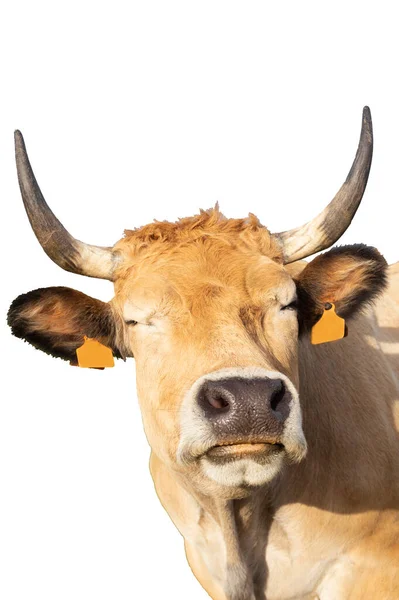 Una Vaca Con Gesto Gracioso Sobre Fondo Blanco Espacio Copia —  Fotos de Stock