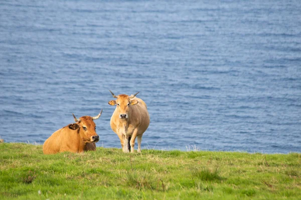 Touro Uma Vaca Juntos Nas Pastagens Uma Fazenda Gado Espaço — Fotografia de Stock