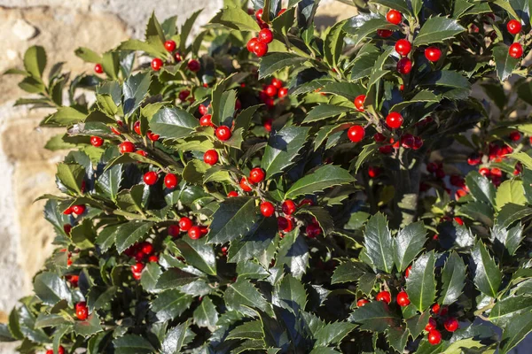 Kutsal, ilex aquifolium Alaska, kırmızı böğürtlenli. Güneşli bir gün. seçici yaklaşım