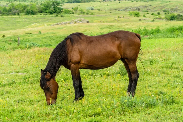 Horse feed on the beautiful field. Wildlife picture