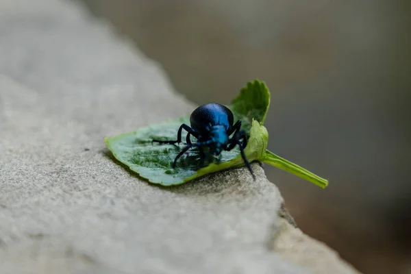 Closeup photo of a blue beetle with green leaf on stone