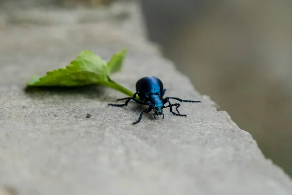 Closeup photo of a blue beetle with green leaf on stone
